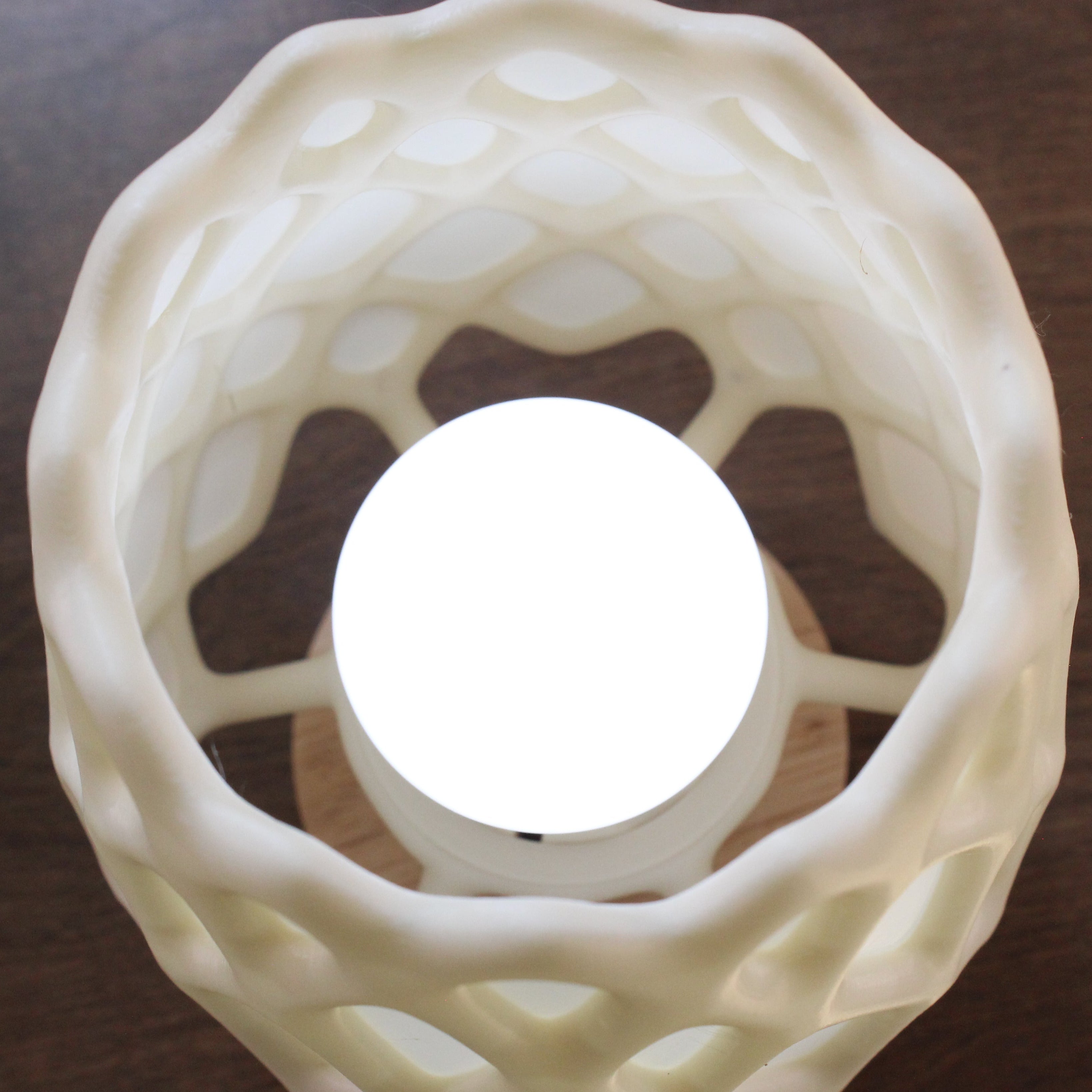 cholla skeleton lamp inside